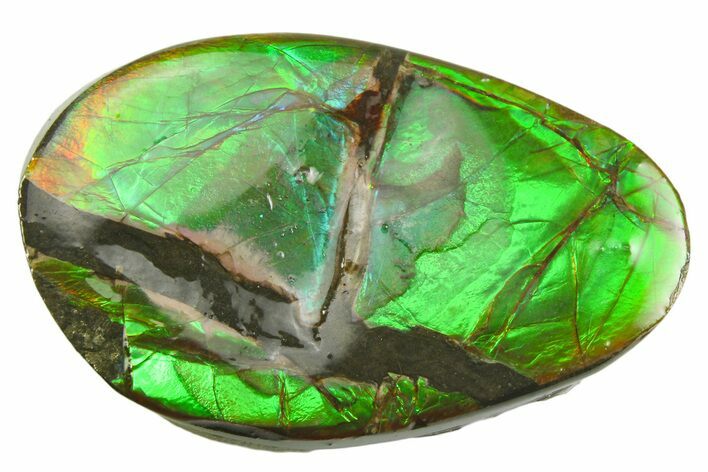 Iridescent Ammolite (Fossil Ammonite Shell) - Alberta #357502